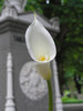 cemetery