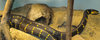 reptile