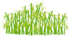 bamboo