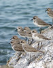 Flock of birds