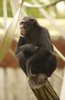 Chimpanzee