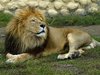 Resting lion
