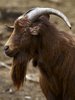 Portrait of a goat