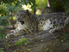 Snow leopard