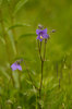 Purple bell flower in green fi