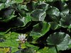 Water lily