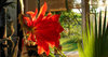 fire flower
