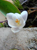 crocus 10