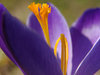 crocus 9