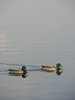 2 ducks