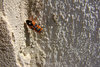 red insect
