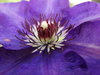 clematis 1
