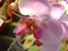 exotic flower 2