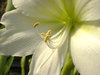 exotic flower 3