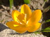 golden crocuses