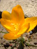 golden crocuses