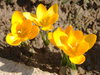 golden crocuses