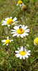 camomile 11