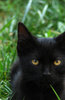 golden eye 19