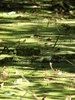 marshland 3