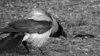crow 2