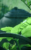 green leaf, black tube
