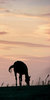 silhouette 2