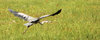 wings 1