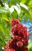 dark red fantasy