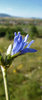 the blue one
