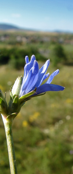 the blue one: one blue flower