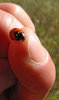 lady bug