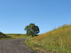 one tree