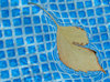 pool leaf 1