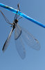 dragon fly 2