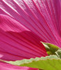 pink rules 35