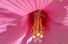 pink rules 36