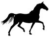 Trotting Horse
