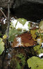 fallen leafs 2