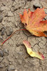fallen leaf 2