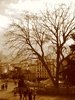 Paris trees 2