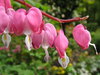 Flowers from La Reineraie
