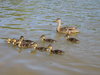 Mother duck and family