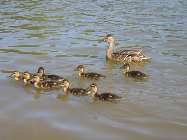 Mother duck and family: Mother duck and family