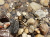 stone 1