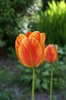 Tulip 2