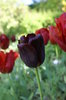 Tulip 3
