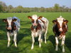 Cows