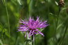 Thistle