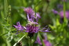 Thistle and bee